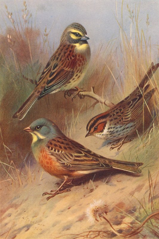 Cirl Bunting、Little Bunting、Ortolan（彩色石版画） 作者 阿奇博尔德·索伯恩