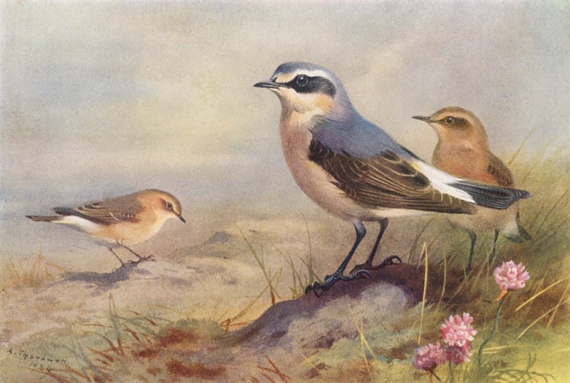 Isabelline Wheatear、Wheatear（雄性和雌性）（彩色石版画） 作者 阿奇博尔德·索伯恩