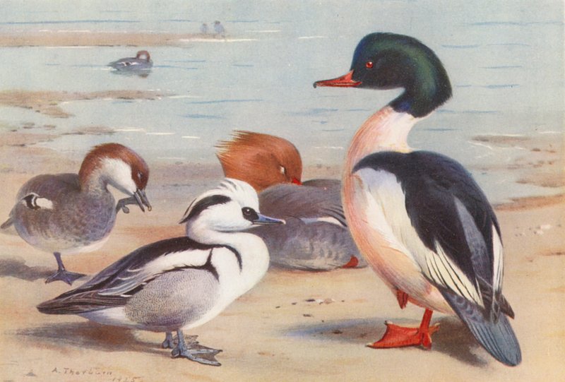Smew（雄性和雌性）、Goosander（雄性和雌性）（彩色印刷版） 作者 阿奇博尔德·索伯恩