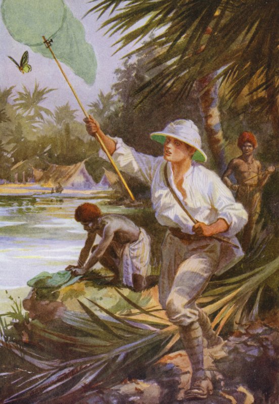 Beautiful Butterflies: A collector at work in New Guinea (colour litho) 作者 亚瑟·特威德