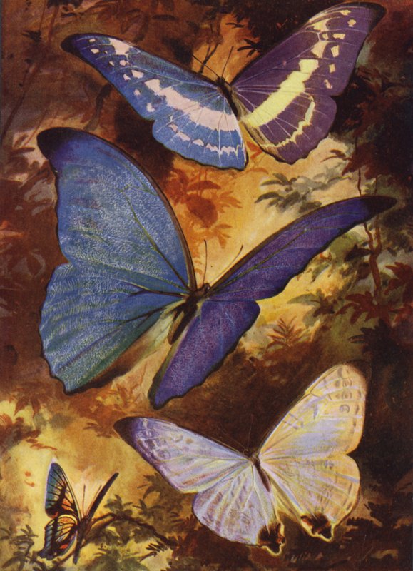 美丽的蝴蝶：南美洲的辉煌 morphos 等（彩色石版画） 作者 亚瑟·特威德