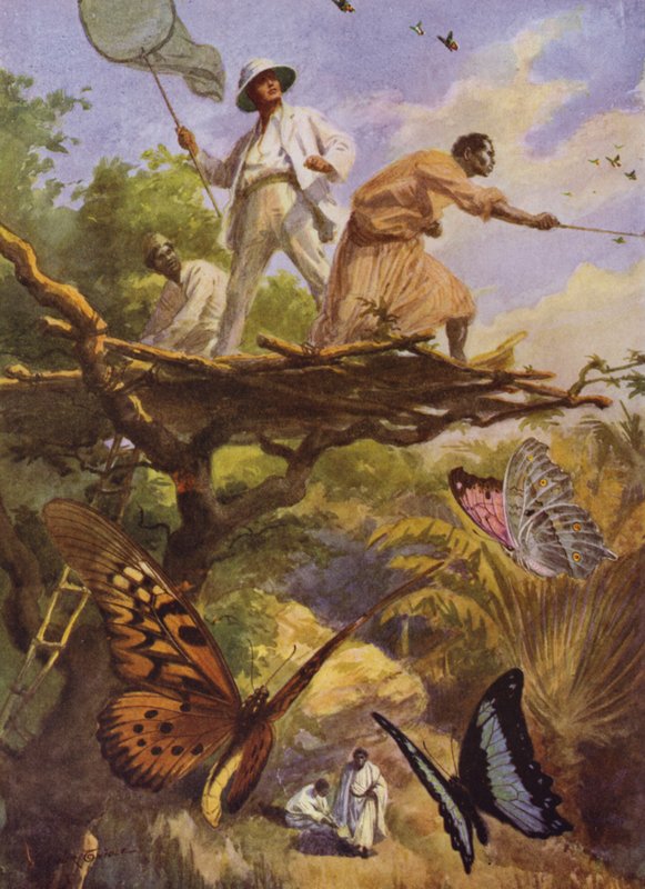 美丽的蝴蝶。在马达加斯加捕捉Urania Rhiphoeus（彩色平印）。 作者 亚瑟·特威德