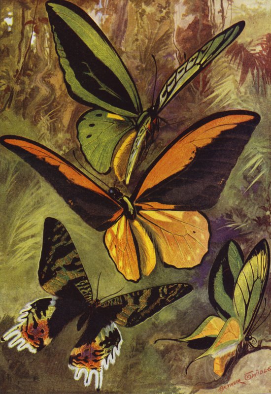 美丽的蝴蝶：Ornithopteras，或鸟翼蝴蝶，和 Urania Rhiphoeus（彩色石版画） 作者 亚瑟·特威德