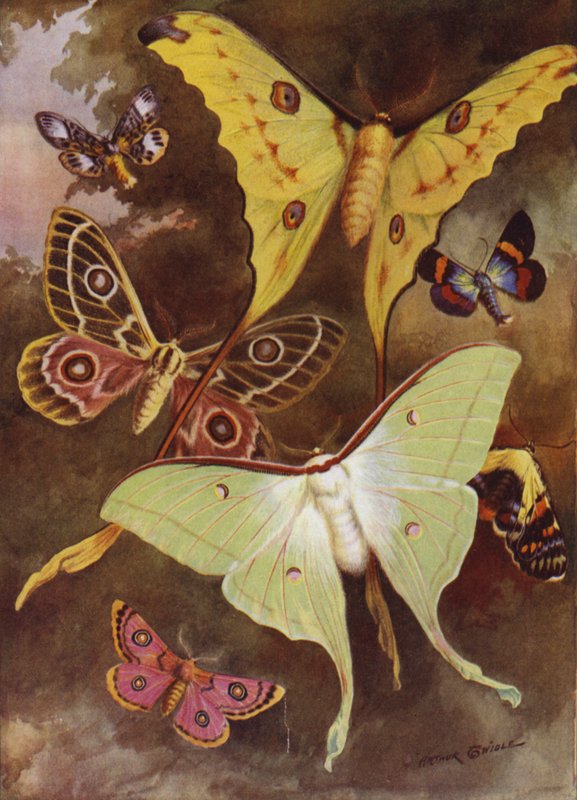 Beautiful Butterflies: Various moths, with the most wonderful moth in the world, from Madagascar (colour litho) 作者 亚瑟·特威德