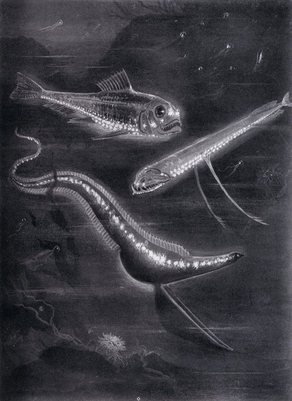 Self-Luminant Fishes (litho) 作者 亚瑟·特威德