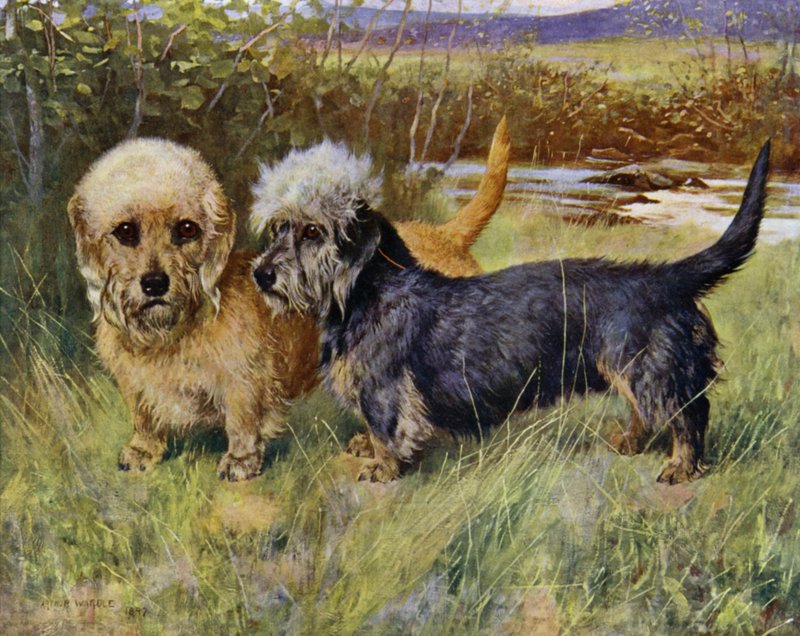 丹迪丁蒙特梗犬，Ch Blacket House Yet, Mustard 和 Ch Ancrum Fanny, Pepper（彩色石版画） 作者 亚瑟·沃德尔