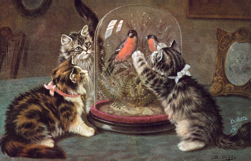 猫明信片（彩色平版） 作者 伯纳德·科布