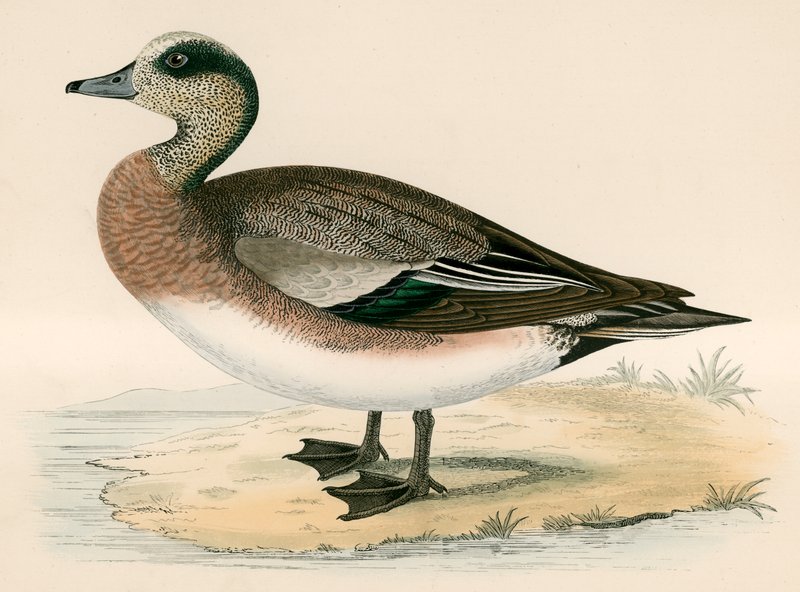 美国Wigeon 作者 贝弗利·莫里斯