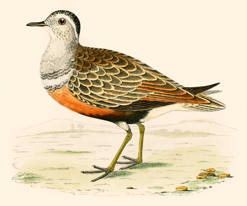 Dotterel 作者 贝弗利·莫里斯