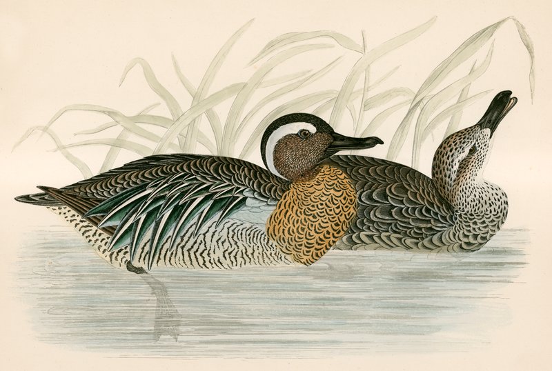 Garganey Teal 作者 贝弗利·莫里斯