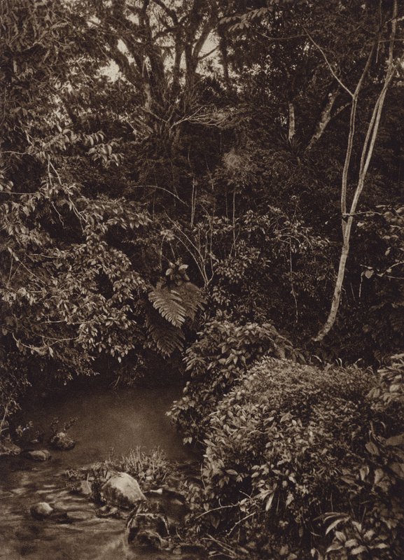 墨西哥：米拉多尔附近的森林，原始森林全景（黑白照片） 作者 塞西尔·塞勒·萨克斯