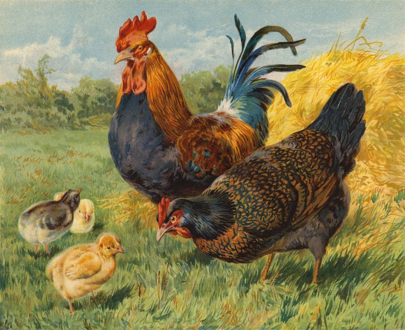 鸡 (chromolitho) 作者 查尔斯·柯林斯