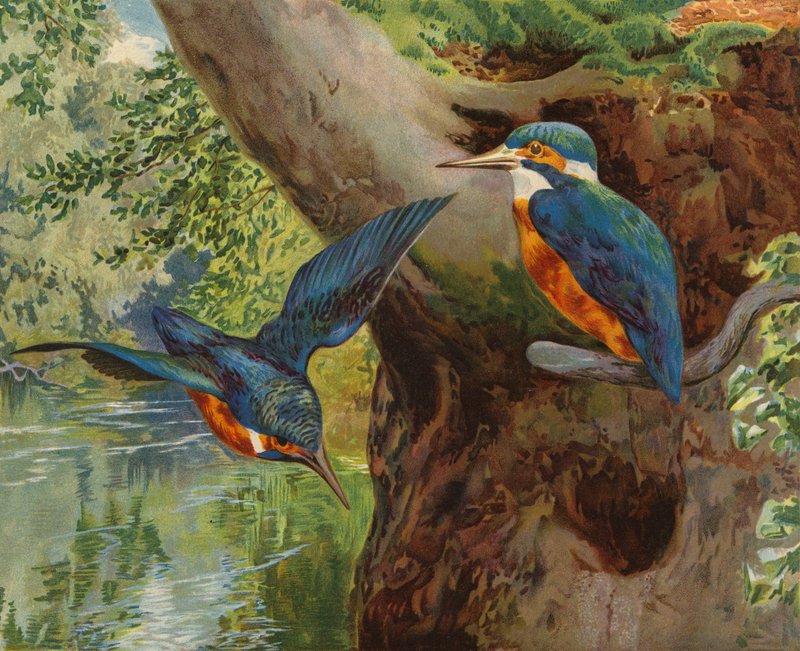 翠鸟 (chromolitho) 作者 查尔斯·柯林斯