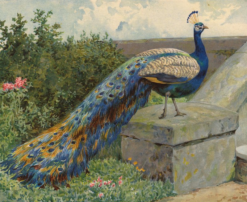 孔雀 (chromolitho) 作者 查尔斯·柯林斯