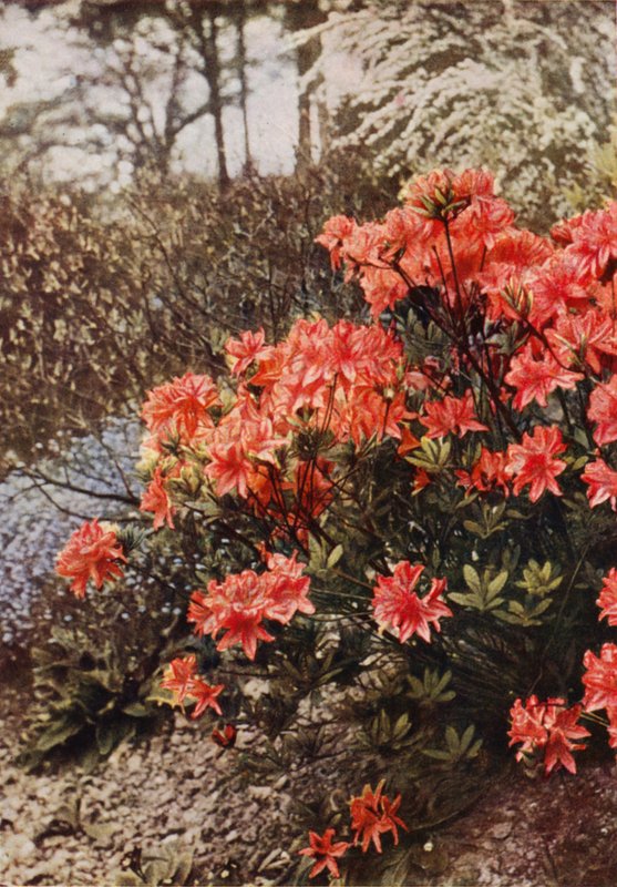 一丛耐寒杜鹃花（彩色照片） 作者 查尔斯·埃森海克·科克