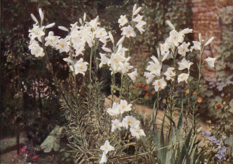圣母百合，Lilium candidum（彩色照片） 作者 查尔斯·埃森海克·科克