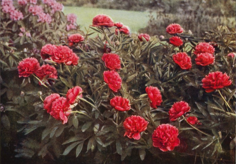 老双深红色芍药（彩色照片） 作者 查尔斯·埃森海克·科克