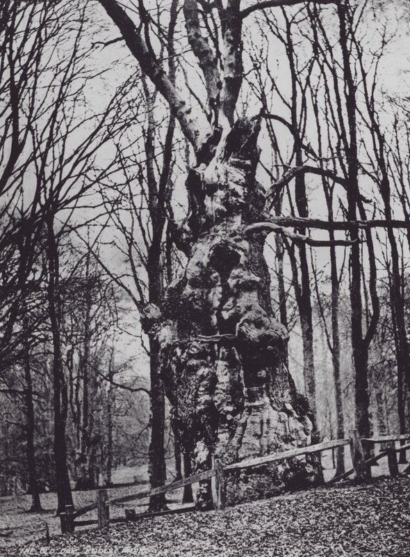 The Old Oak, Knole Park (b/w photo) 作者 查尔斯·埃森海克·科克