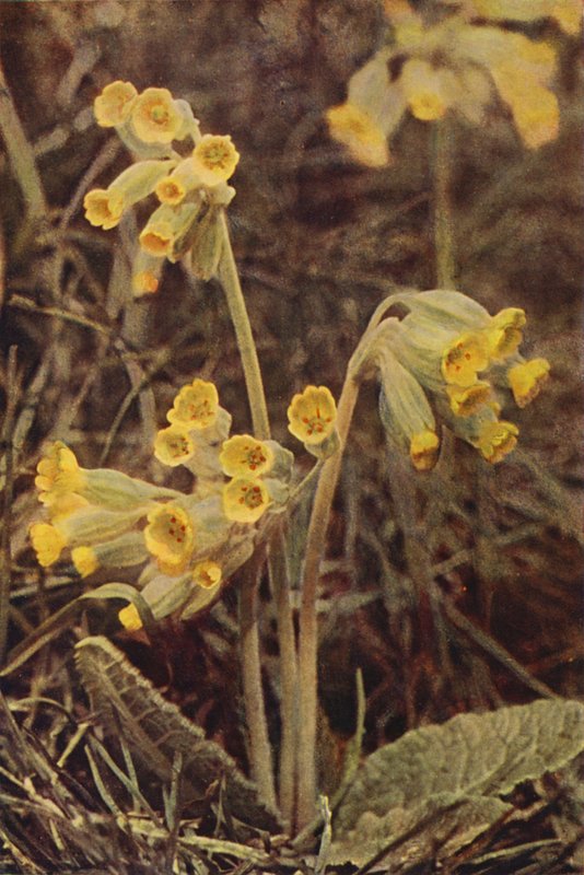 野花牛膝草（彩色照片） 作者 查尔斯·埃森海克·科克