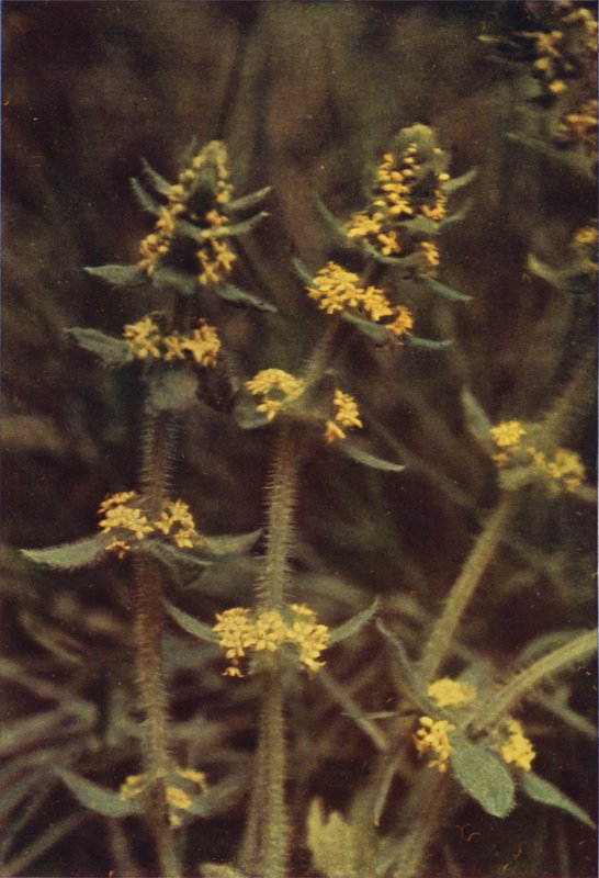 野花十字花科植物（彩色照片） 作者 查尔斯·埃森海克·科克