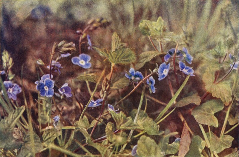 野花格尔曼德 Speedwell（彩色照片） 作者 查尔斯·埃森海克·科克