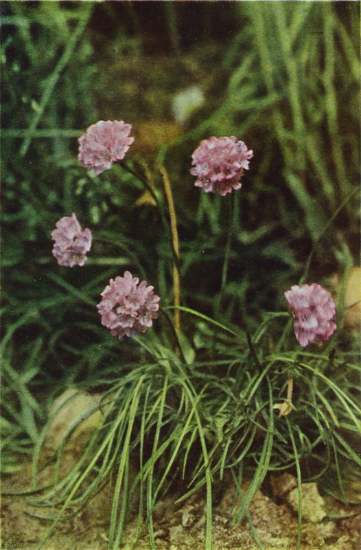 野花：Thrift （彩色照片） 作者 查尔斯·埃森海克·科克