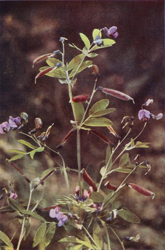 野花块茎苦豌豆（彩色照片） 作者 查尔斯·埃森海克·科克