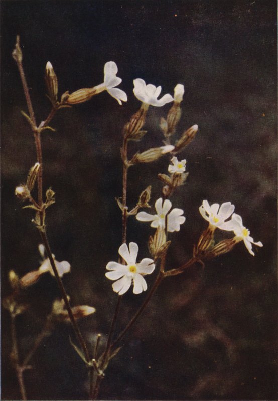 野花白 Campion（彩色照片） 作者 查尔斯·埃森海克·科克