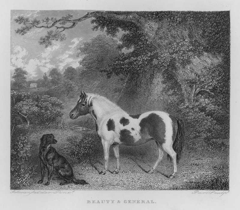 Beauty and General (engraving) 作者 查尔斯·亨利·施万菲尔德