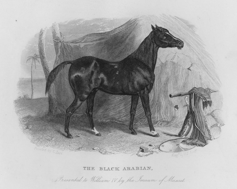 The Black Arabian, presented to William IV by the Imaum of Muscat (engraving) 作者 克里斯蒂安·乔西