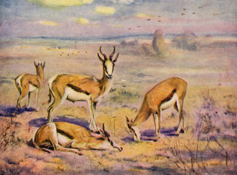 在动物园Springboks （彩色印刷版） 作者 卡斯伯特·埃德蒙·天鹅