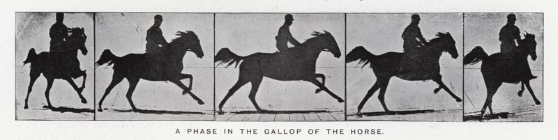 穆布里奇（Eadweard Muybridge）。马的奔跑中的一个阶段（黑白照片 作者 爱德沃德·迈布里奇