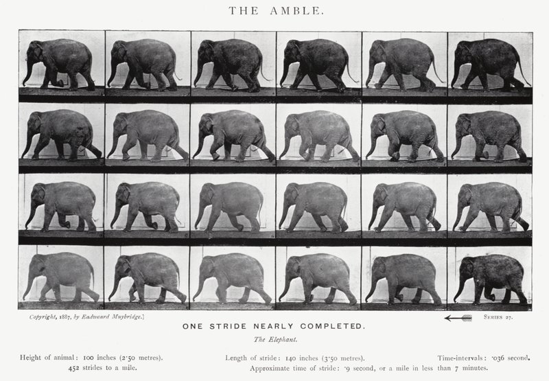 埃德沃德迈布里奇：Amble（黑白照片） 作者 爱德沃德·迈布里奇