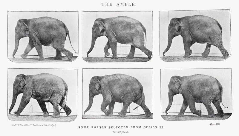 衣着的Muybridge：The Amble 作者 爱德沃德·迈布里奇