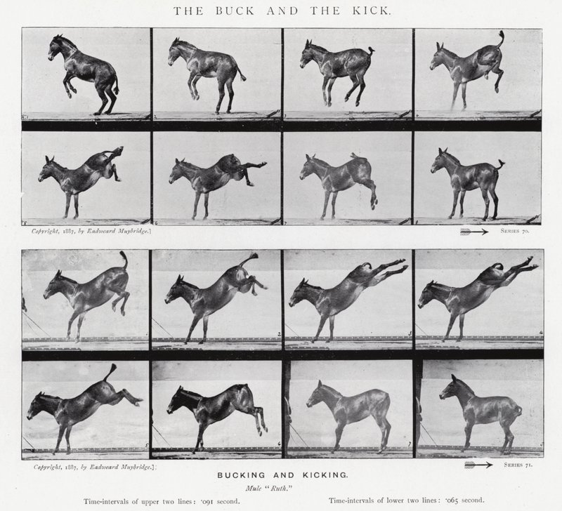 穆布里奇（Eadweard Muybridge）。龅牙和踢腿（黑白照片 作者 爱德沃德·迈布里奇