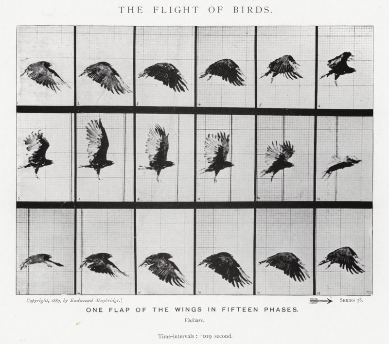 穆布里奇（Eadweard Muybridge）。鸟的飞行（黑白照片 作者 爱德沃德·迈布里奇