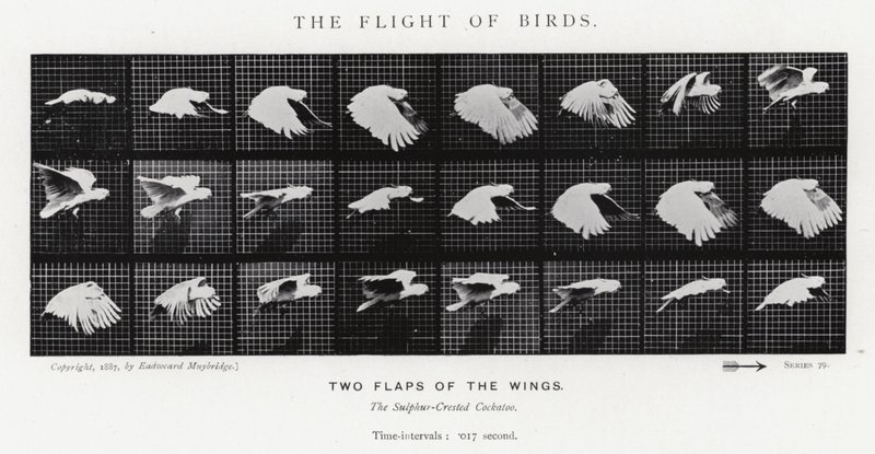 穆布里奇（Eadweard Muybridge）。鸟的飞行（黑白照片 作者 爱德沃德·迈布里奇