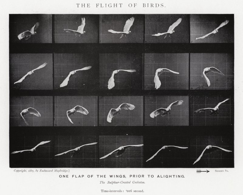 穆布里奇（Eadweard Muybridge）。鸟的飞行（黑白照片 作者 爱德沃德·迈布里奇