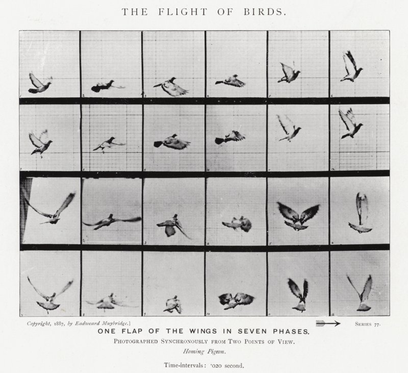 Eadweard Muybridge: The Flight of Birds (b/w photo) 作者 爱德沃德·迈布里奇