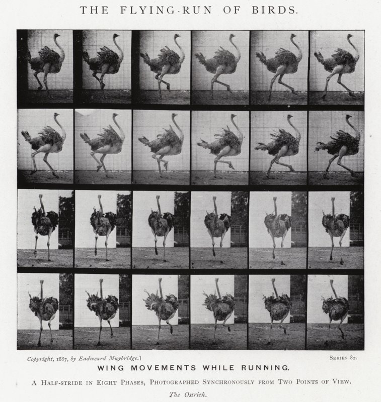 Eadweard Muybridge: The Flying-Run of Birds (b/w photo) 作者 爱德沃德·迈布里奇