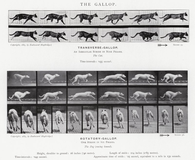 Eadweard Muybridge: The Gallop (b/w photo) 作者 爱德沃德·迈布里奇