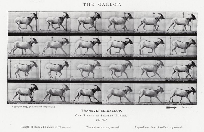Eadweard Muybridge: The Gallop (b/w photo) 作者 爱德沃德·迈布里奇
