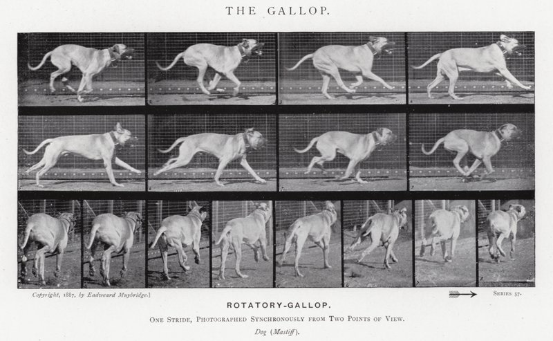 Eadweard Muybridge: The Gallop (b/w photo) 作者 爱德沃德·迈布里奇