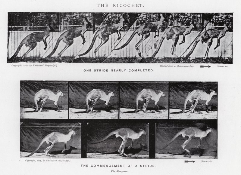 穆布里奇（Eadweard Muybridge）。霹雳火》（黑白照片 作者 爱德沃德·迈布里奇
