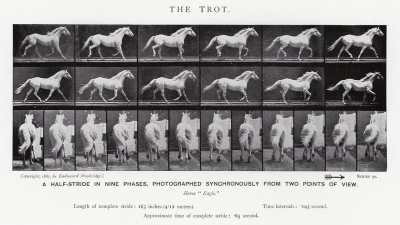穆布里奇（Eadweard Muybridge）。小跑》（黑白照片 作者 爱德沃德·迈布里奇