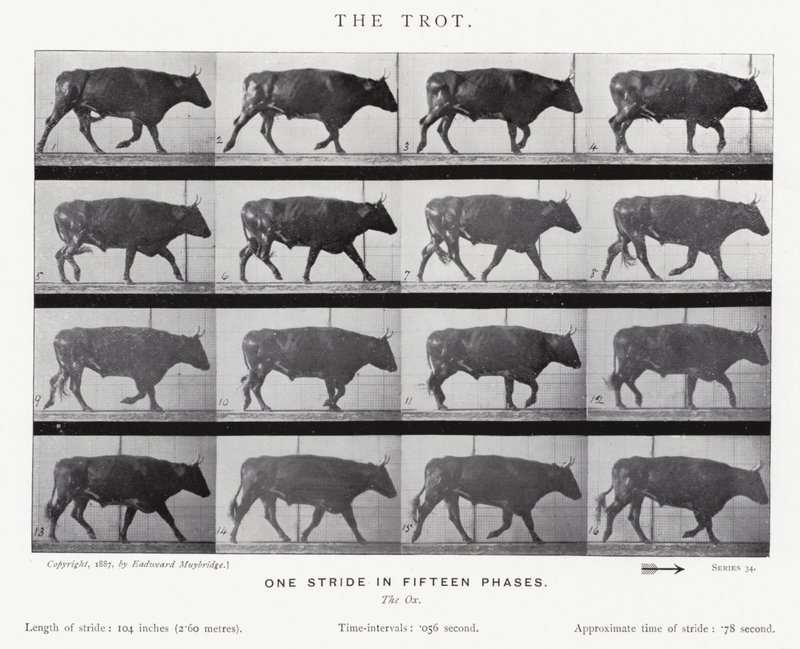 穆布里奇（Eadweard Muybridge）。小跑》（黑白照片 作者 爱德沃德·迈布里奇