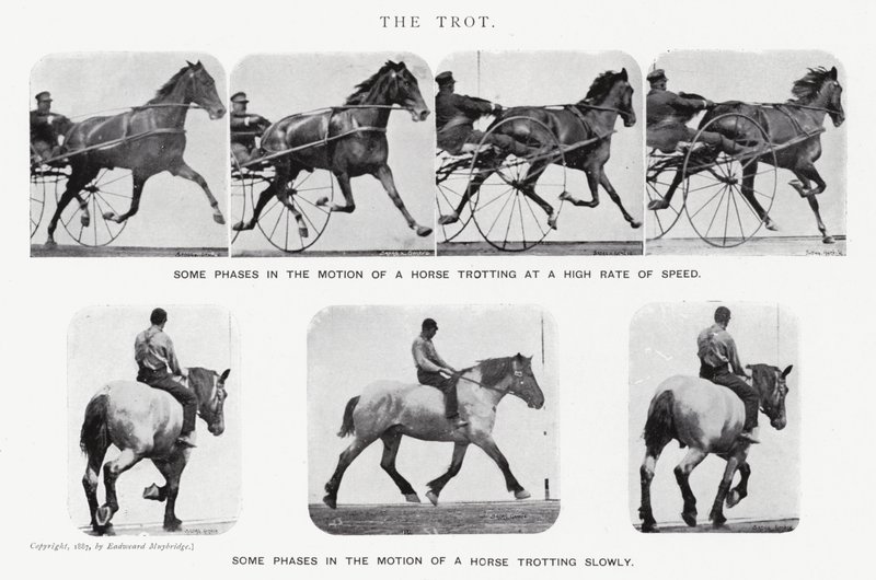 穆布里奇（Eadweard Muybridge）。小跑》（黑白照片 作者 爱德沃德·迈布里奇