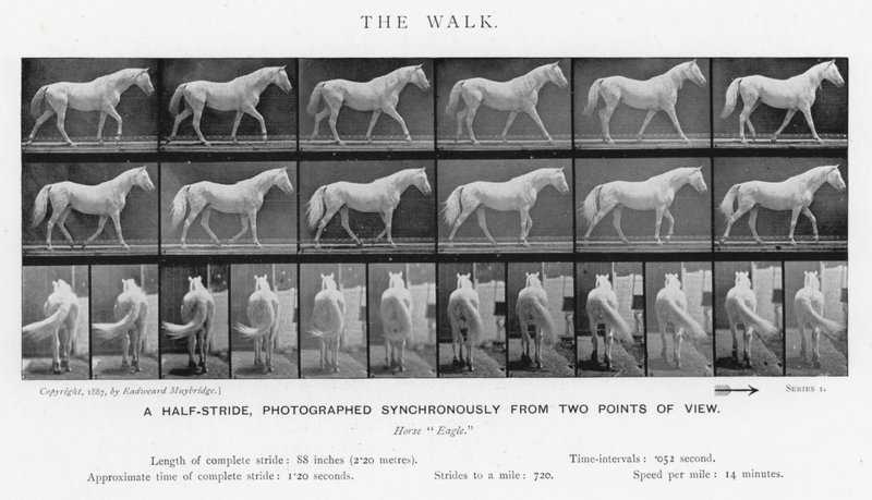 穆布里奇（Eadweard Muybridge）。漫步（黑白照片 作者 爱德沃德·迈布里奇