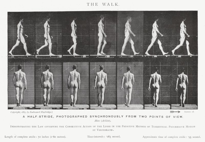 穆布里奇（Eadweard Muybridge）。漫步（黑白照片 作者 爱德沃德·迈布里奇