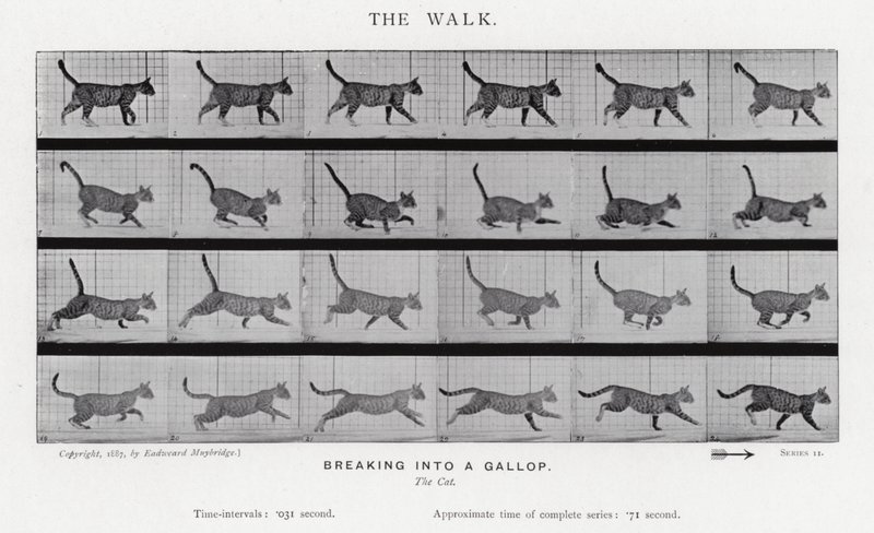 衣着的Muybridge：漫步 作者 爱德沃德·迈布里奇